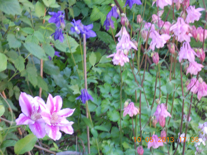 DSCN1890; aquilegia
