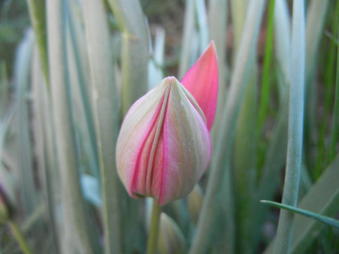 Tulipa Little Beauty (2014, April 08)