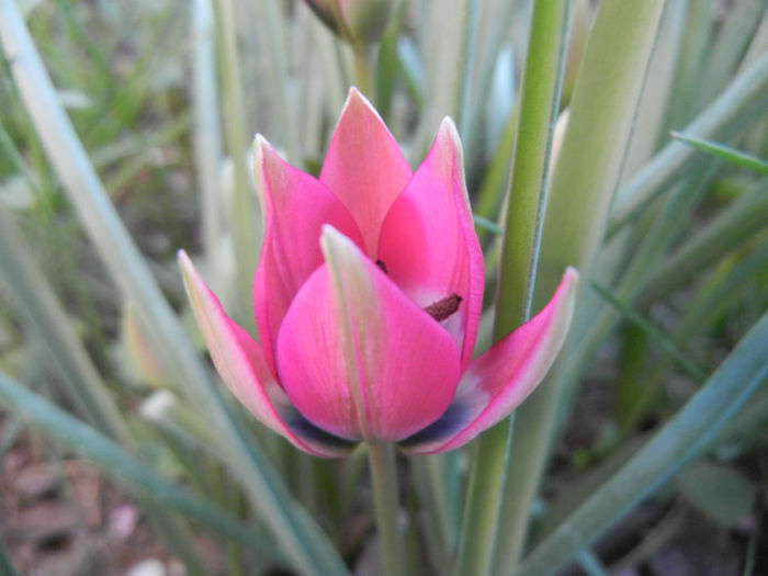 Tulipa Little Beauty (2014, April 08) - Tulipa Little Beauty