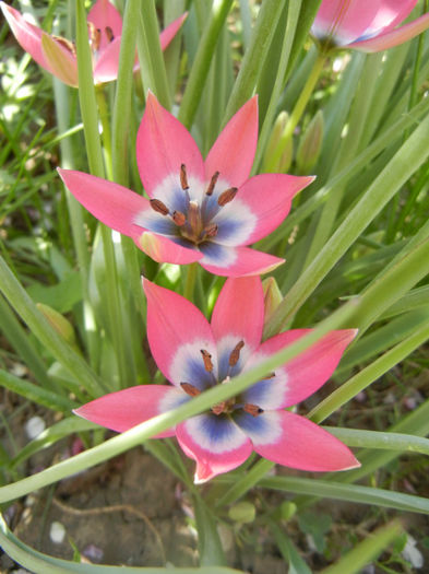 Tulipa Little Beauty (2014, April 09) - Tulipa Little Beauty