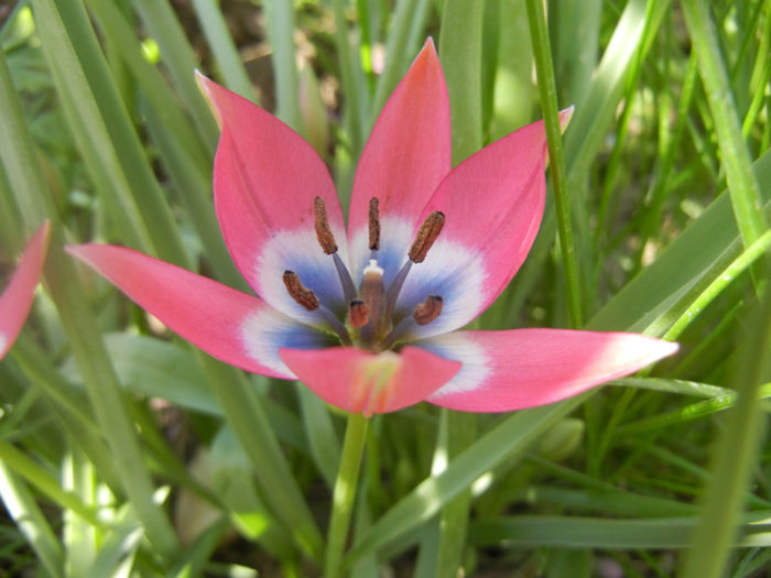 Tulipa Little Beauty (2014, April 09) - Tulipa Little Beauty