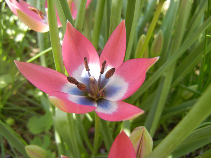 Tulipa Little Beauty (2014, April 09) - Tulipa Little Beauty