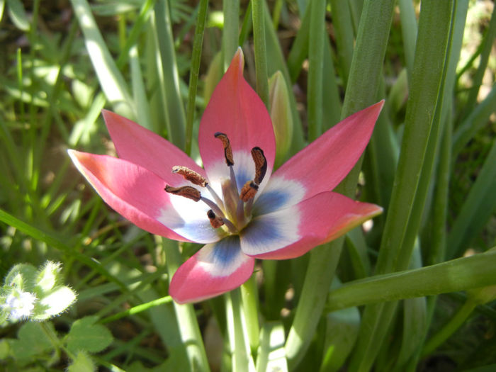 Tulipa Little Beauty (2014, April 09)