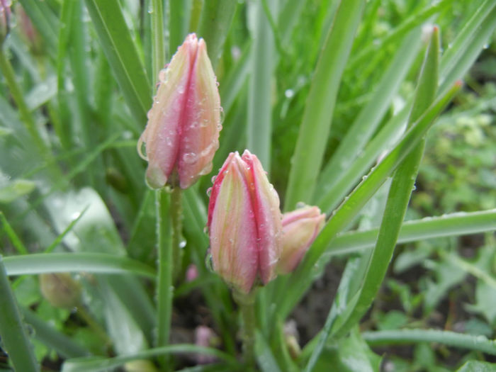 Tulipa Little Beauty (2014, April 10) - Tulipa Little Beauty
