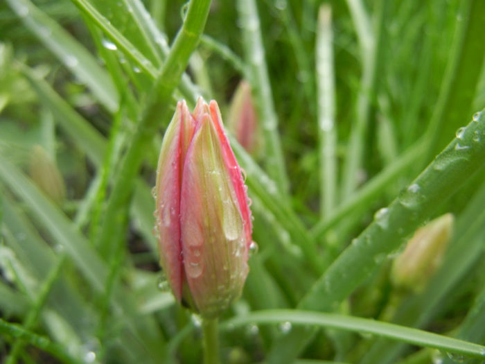 Tulipa Little Beauty (2014, April 10)