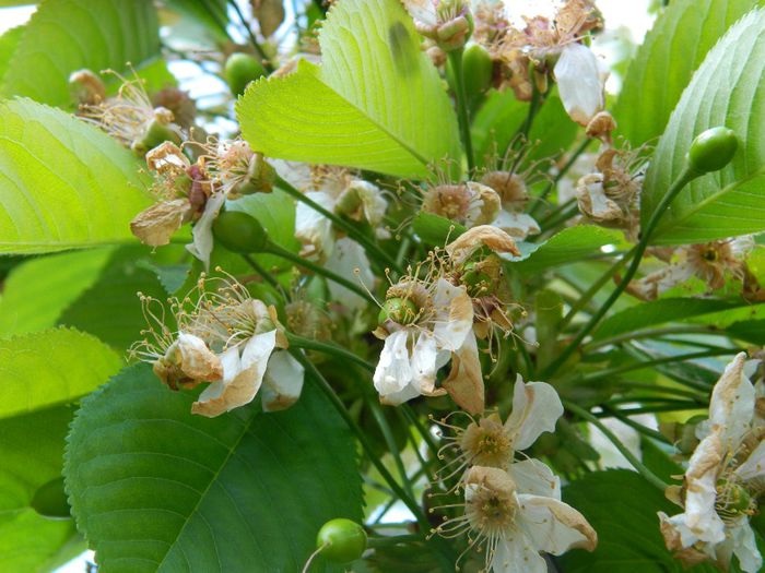 DSCN6124 10 aprile cirese