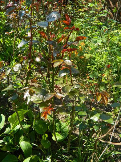 DSCN6152 - APRILIE 2014