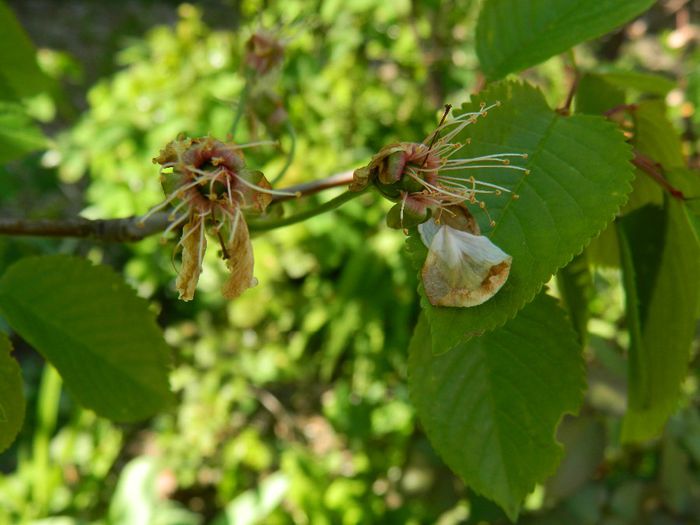 DSCN6157 cires primul an cu rod - APRILIE 2014