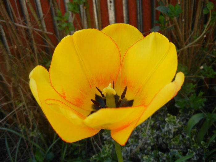 Tulipa Blushing Apeldoorn (2014, Apr.09)