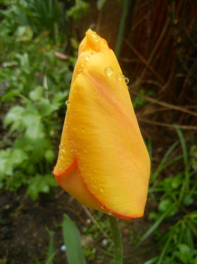 Tulipa Blushing Apeldoorn (2014, Apr.10) - Tulipa Blushing Apeldoorn