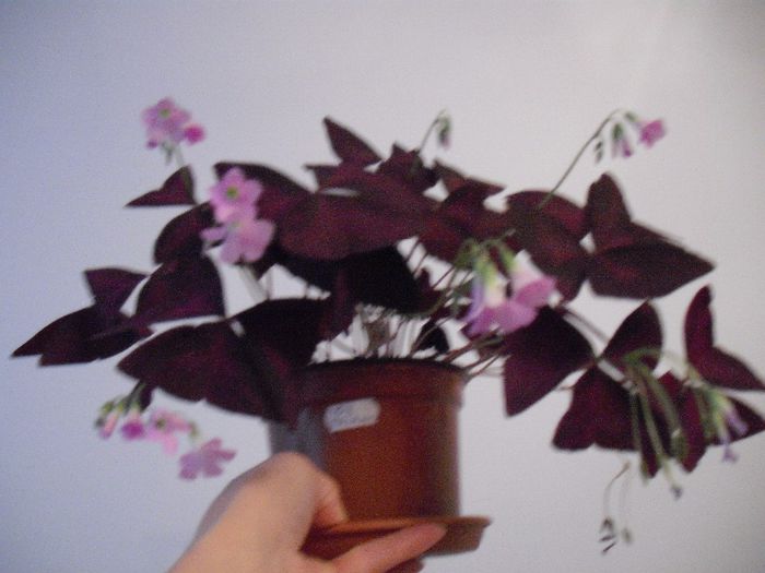 11.4.2014 - OXALIS TRIANGULARIS