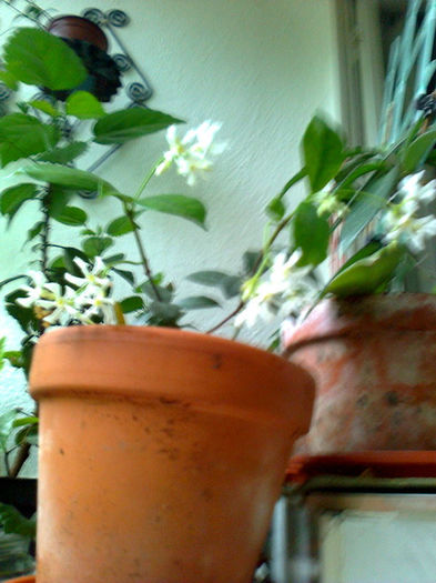 Trachelospermum jasminoidis - Star Jasmine; Foarte harnica. Parfum de iasomie!
