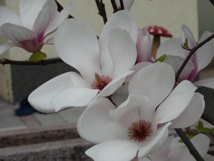 DSC00158 - Magnolia