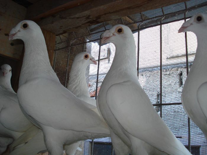 aprilie 2014 - 2 Voiajori albi de frumusete