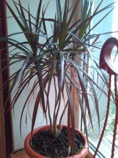 dracena