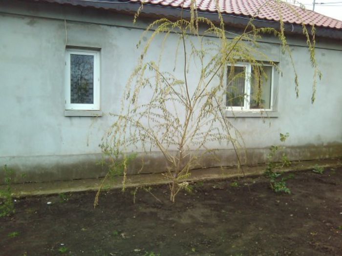 salcia plangatoare; sper sa se prinda,era in vegetatie maxima cand am plantat-o alaltaieri
