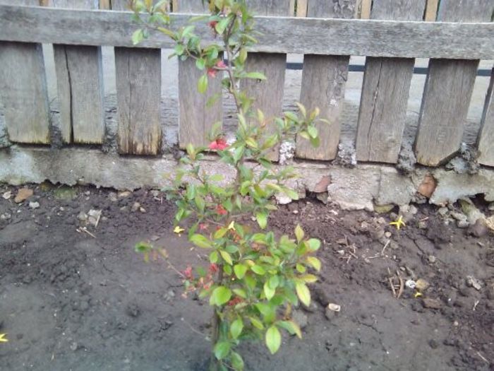 merisor plantat inflorit - Flori din curte si din casa