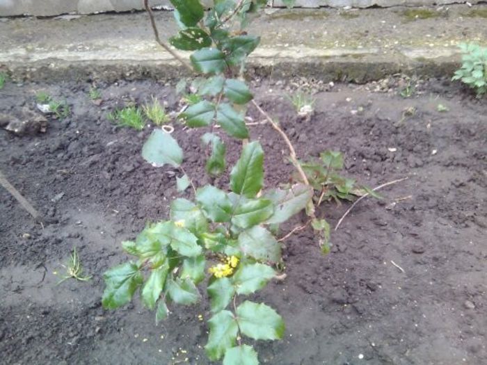 o planta perena din padure - Flori din curte si din casa