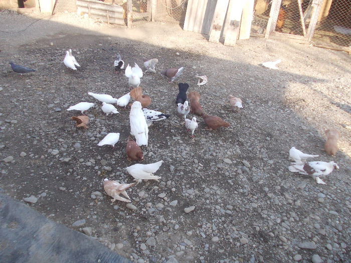 kepek 107 - Porumbei 2013 2014