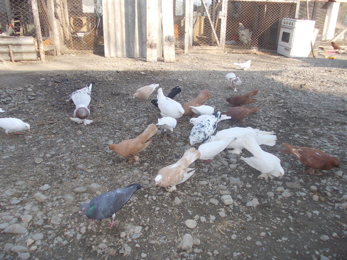 kepek 108 - Porumbei 2013 2014