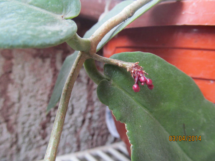 hoya onycoides IML 0559 - HOYA-2014