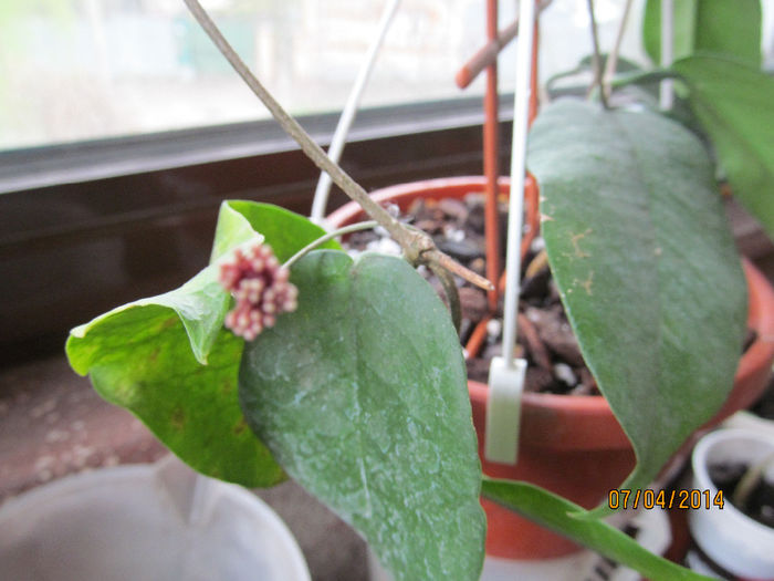 Hoya montana - HOYA-2014