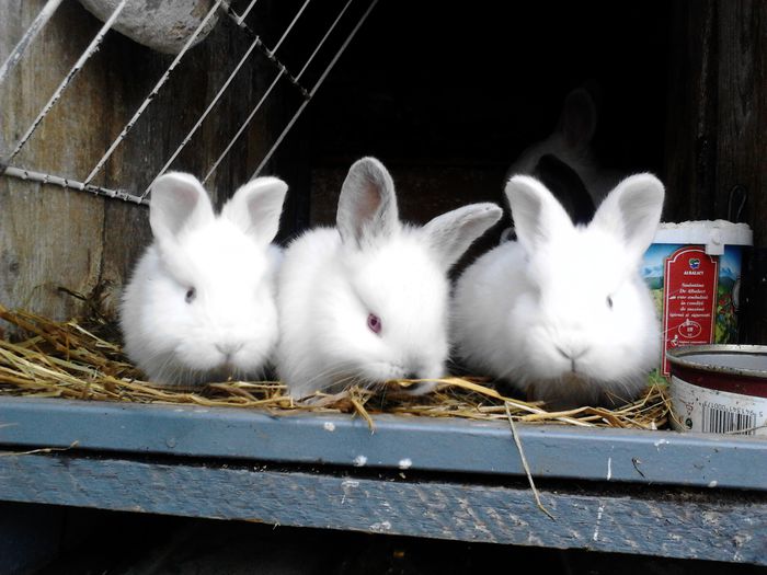 Pui(californian)adoptat de fem NEO - Poze recente