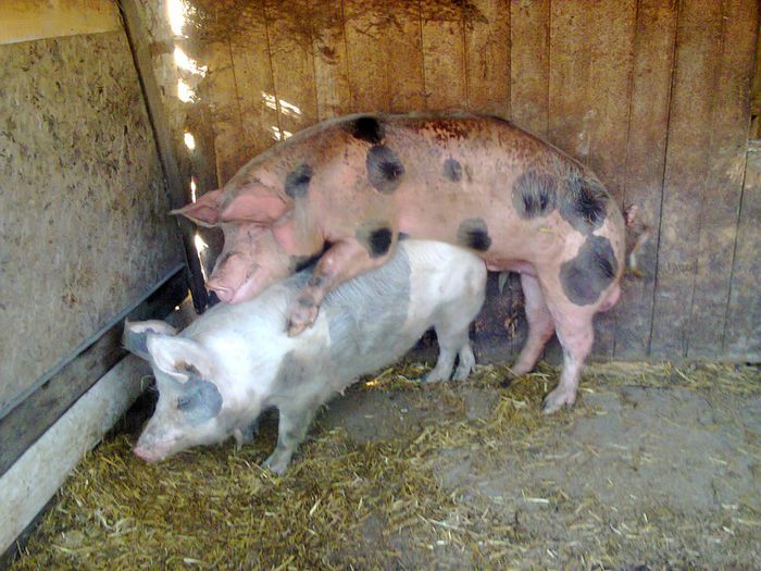 Fotografie0199 - Porci