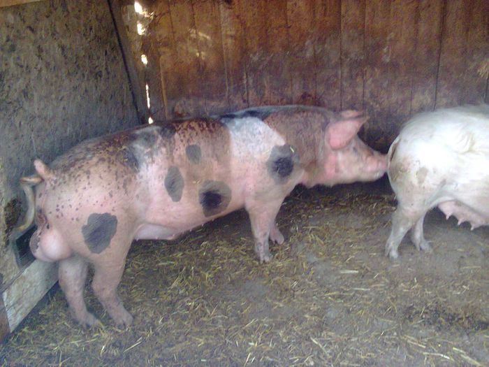 Fotografie0200 - Porci