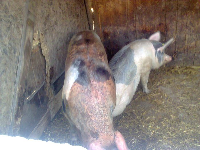 Fotografie0204 - Porci