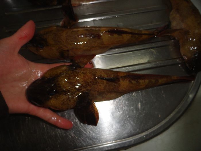 aprilie de la pescari din eforie