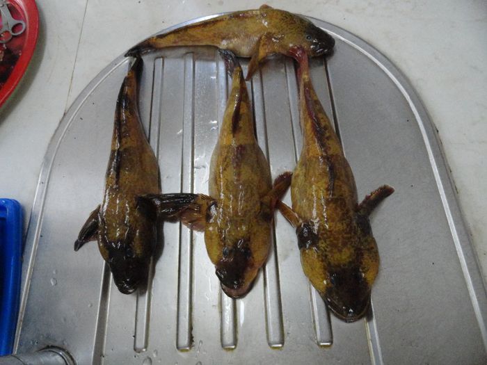 hanusul; hanusul poate ajunge la 30-50cm lungime.
In functie de zona in care traieste a capatat insusiri caracteristice de culoare   hanusul traieste prin grotele formate de stabilopozi  la adancuri si intune
