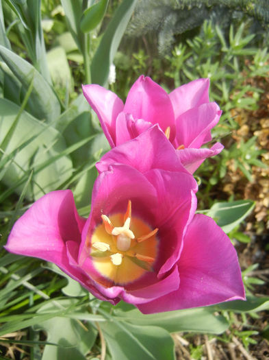 Tulipa Maytime (2014, April 08)