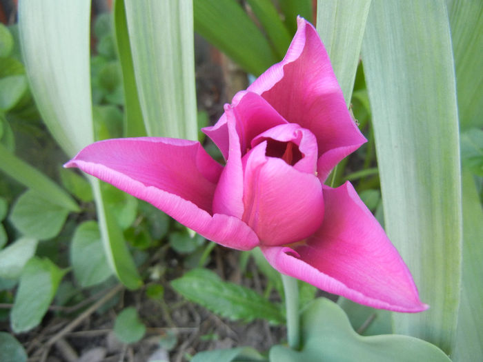 Tulipa Maytime (2014, April 09)
