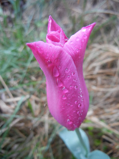 Tulipa Maytime (2014, April 10)