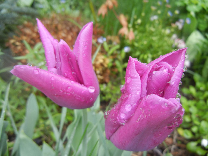 Tulipa Maytime (2014, April 10)