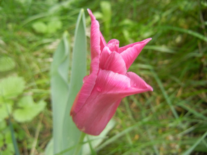 Tulipa Maytime (2014, April 11)