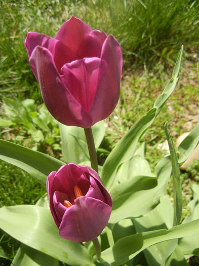 Tulipa Purple Flag (2014, April 08) - Tulipa Purple Flag