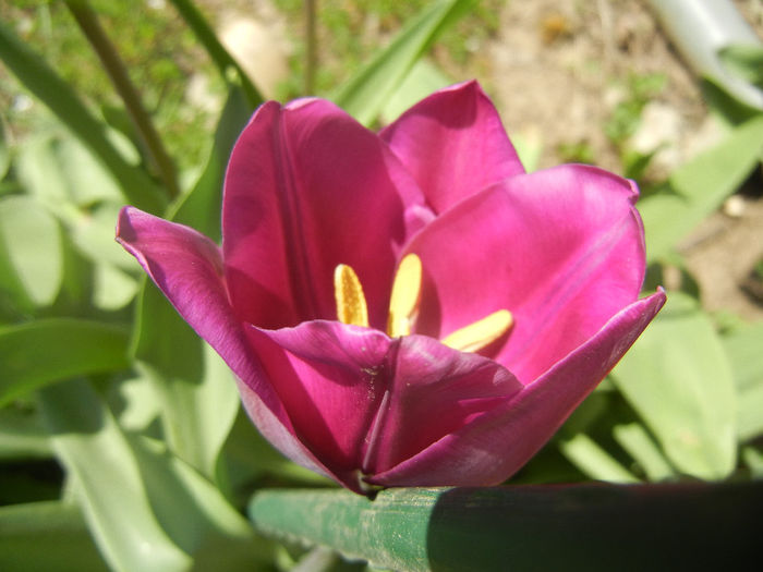 Tulipa Purple Flag (2014, April 08)