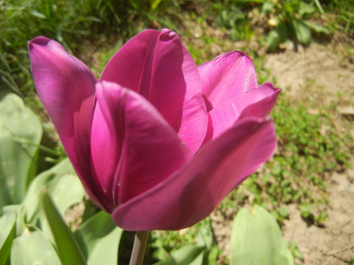 Tulipa Purple Flag (2014, April 09) - Tulipa Purple Flag