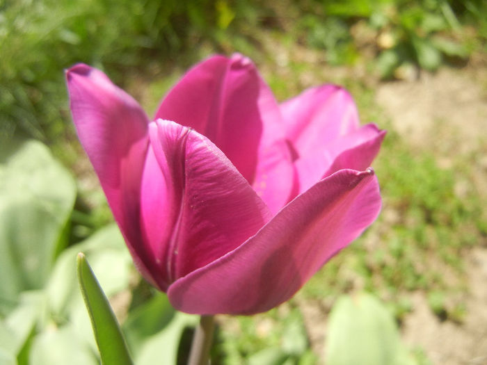 Tulipa Purple Flag (2014, April 09) - Tulipa Purple Flag