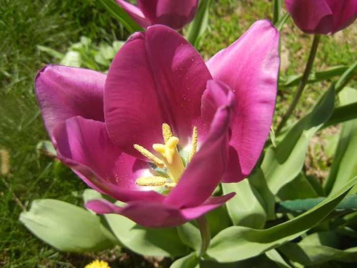 Tulipa Purple Flag (2014, April 09)