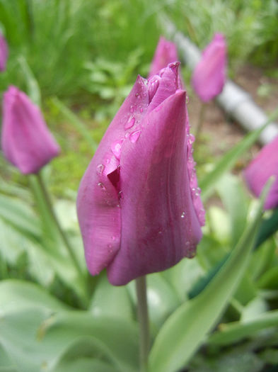 Tulipa Purple Flag (2014, April 10) - Tulipa Purple Flag
