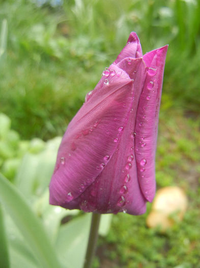 Tulipa Purple Flag (2014, April 10) - Tulipa Purple Flag