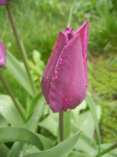 Tulipa Purple Flag (2014, April 10)
