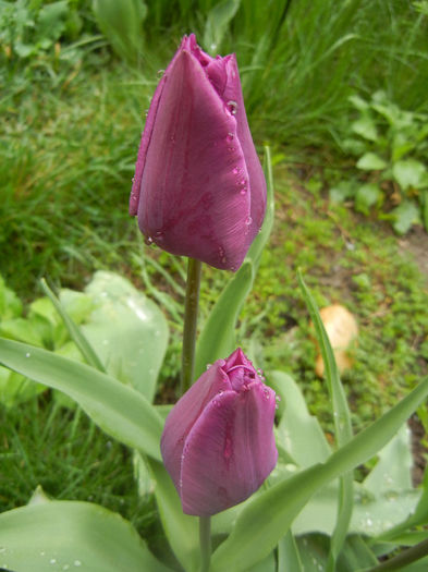 Tulipa Purple Flag (2014, April 10)