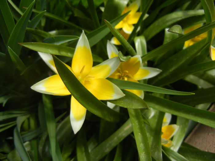 Tulipa Tarda (2014, April 08)