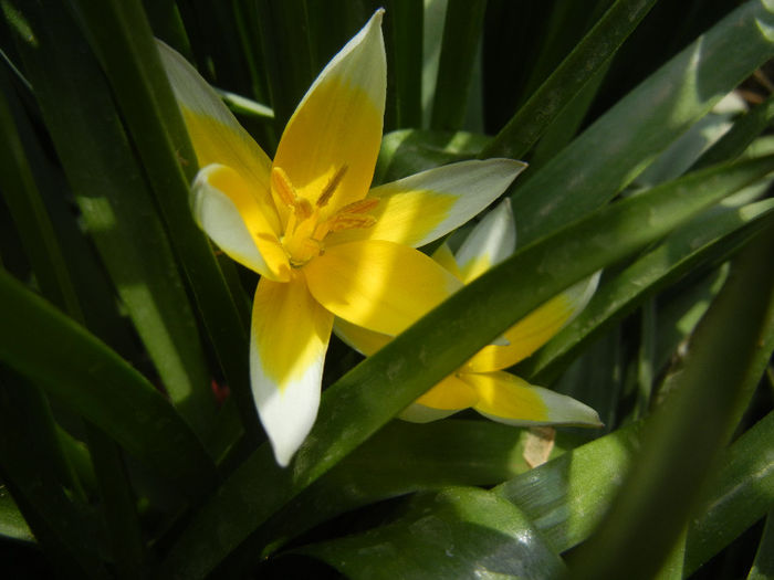 Tulipa Tarda (2014, April 08) - Tulipa Tarda