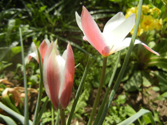 Tulipa Peppermint Stick (2014, April 09) - Tulipa Peppermint Stick