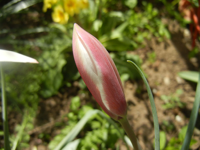 Tulipa Peppermint Stick (2014, April 09) - Tulipa Peppermint Stick